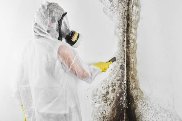 Best Mold Remediation Experts  in Young Harris, GA