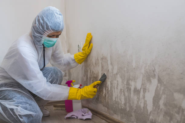 Best Same-Day Mold Removal  in Young Harris, GA