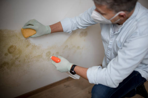 Best Affordable Mold Removal  in Young Harris, GA