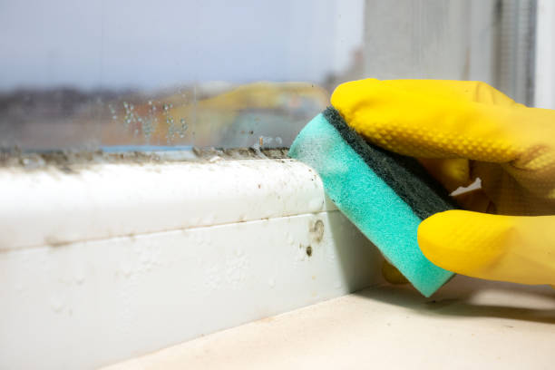 Mold Removal and Inspection in Young Harris, GA
