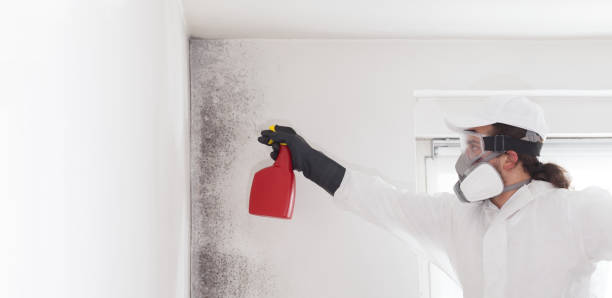 Best Home Mold Removal  in Young Harris, GA