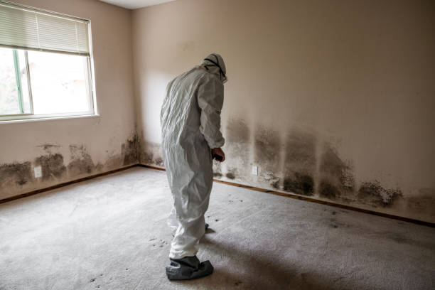 Best Emergency Mold Removal  in Young Harris, GA