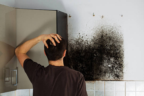 Best Crawl Space Mold Removal  in Young Harris, GA