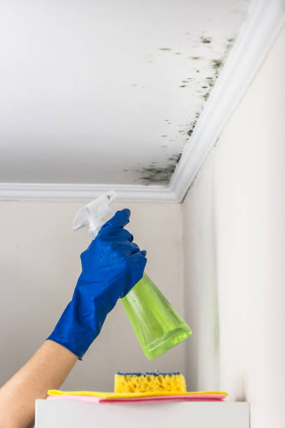 Best Professional Mold Removal  in Young Harris, GA